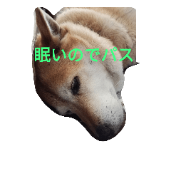 [LINEスタンプ] 柴犬A