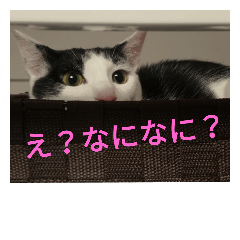 [LINEスタンプ] やるきにゃし