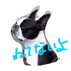 [LINEスタンプ] boston daily