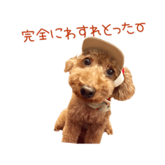 [LINEスタンプ] プードルの兄妹アンバーとリンちゃん
