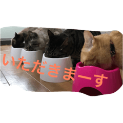 [LINEスタンプ] 我が家のにゃんこ。