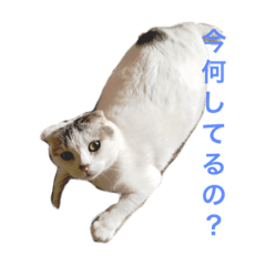 [LINEスタンプ] ウチの子達