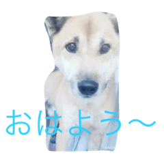 [LINEスタンプ] 我が家のペット大好き！