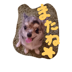 [LINEスタンプ] チワワ☆ブルーマール