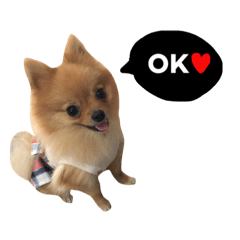 [LINEスタンプ] ポメラニアン★ティノ2