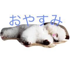 [LINEスタンプ] アガサ様の日常で使えるスタンプ