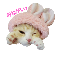 [LINEスタンプ] かつおくんのつぶやき