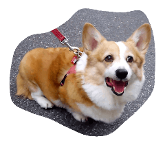 [LINEスタンプ] お散歩大好き