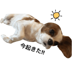 [LINEスタンプ] キャバリアのハナ