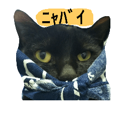 [LINEスタンプ] 猫だぞー