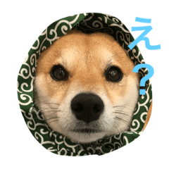 [LINEスタンプ] 柴犬♡いっちゃん2