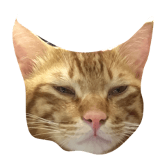 [LINEスタンプ] 飼い猫 りくのすたんぷ