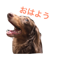 [LINEスタンプ] ぱりちゃん