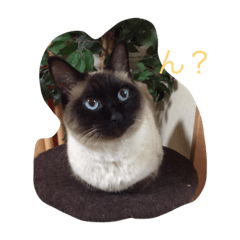 [LINEスタンプ] ランラン1212