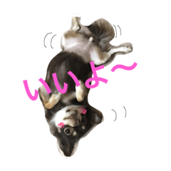 [LINEスタンプ] トコきち