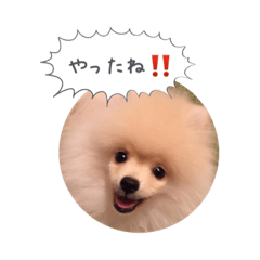 [LINEスタンプ] ポメラニアンのだいず君