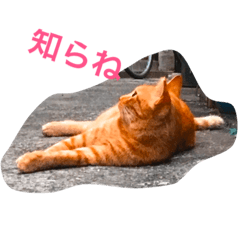 [LINEスタンプ] 雑なノラ猫