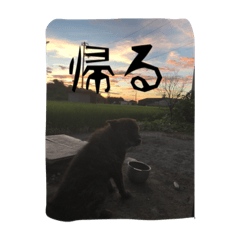[LINEスタンプ] くろっぴー