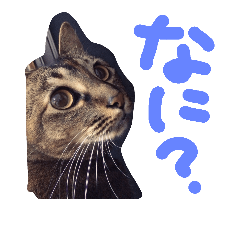 [LINEスタンプ] Soraスタンプ