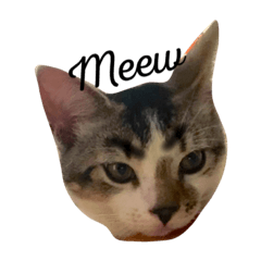 [LINEスタンプ] 子猫のトト君の表情をスタンプにしました！