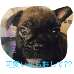 [LINEスタンプ] 戸谷家の犬たち2