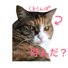 [LINEスタンプ] ふくにゃんスタンプ