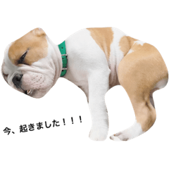 [LINEスタンプ] ブルドッグのジギー君