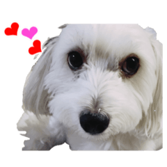 [LINEスタンプ] チロル・くうのワンコント