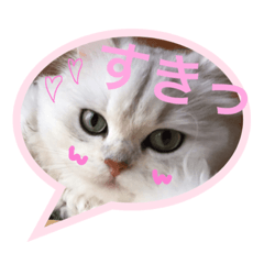 [LINEスタンプ] 白猫かりん