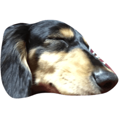 [LINEスタンプ] チップさん