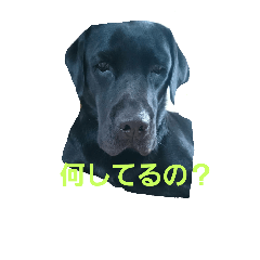 [LINEスタンプ] nichijyo aiken
