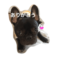 [LINEスタンプ] ほんわかフレブル