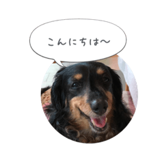 [LINEスタンプ] ミニチュアダックス寧寧と愉快な仲間達 2