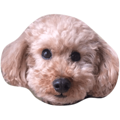[LINEスタンプ] ソアンスタンプ第1弾