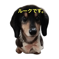 [LINEスタンプ] るーくのすたんぷ