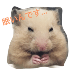 [LINEスタンプ] ぶーもっちー