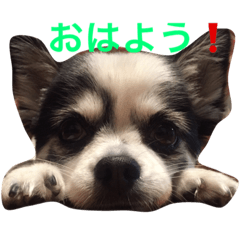 [LINEスタンプ] kaede0501