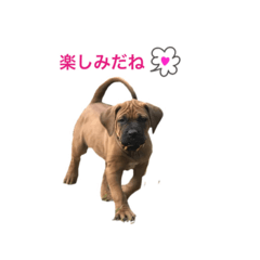 [LINEスタンプ] tosanu puppy