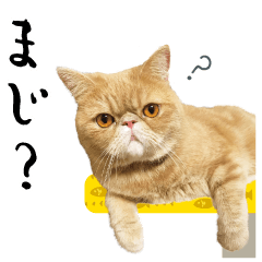 [LINEスタンプ] ぶさカワ伝書ねこ ぺいた