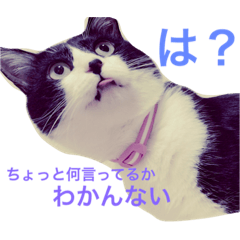 [LINEスタンプ] うにの日々