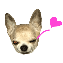 [LINEスタンプ] じんべいはちわわ2