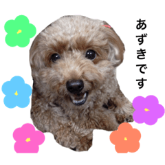 [LINEスタンプ] あずきちゃんだよ