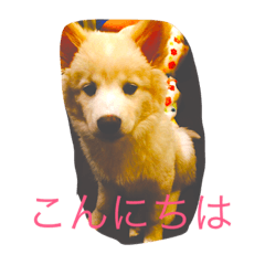 [LINEスタンプ] ノア