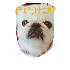 [LINEスタンプ] funny face dog