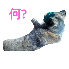 [LINEスタンプ] neko kone
