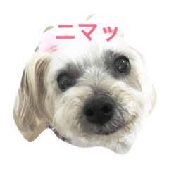 [LINEスタンプ] 愛犬パンちゃん