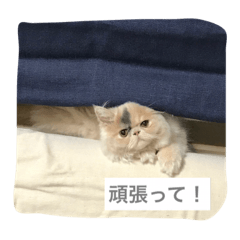 [LINEスタンプ] 我が家のくるる