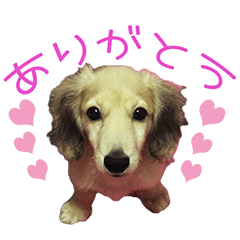 [LINEスタンプ] ゆるかわ❤︎マロン