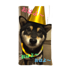 [LINEスタンプ] 黒柴サンちゃんのモーニングコール