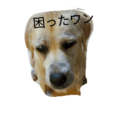 [LINEスタンプ] はなちゃんのつぶやき